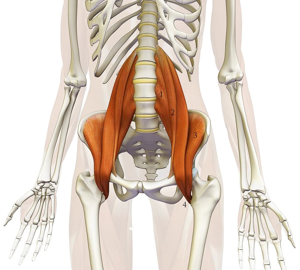 The psoas muscle....what and where is that? Set Physical Therapy