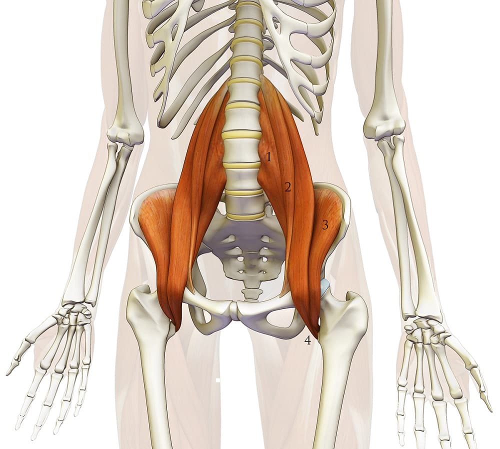 Psoas Muscle 14